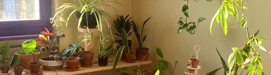 Schaufenster Schlitz